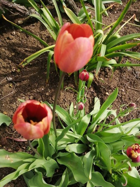  - Primavara 2021_2022_2023