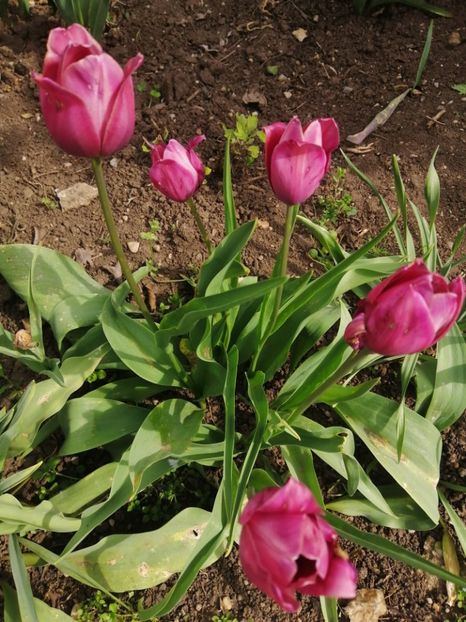  - Primavara 2021_2022_2023