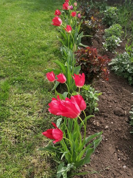  - Primavara 2021_2022_2023