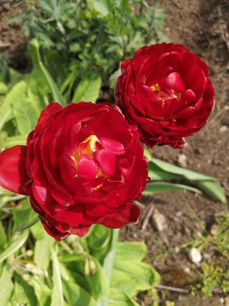  - Primavara 2021_2022_2023