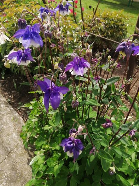  - Primavara 2021_2022_2023