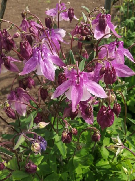  - Primavara 2021_2022_2023