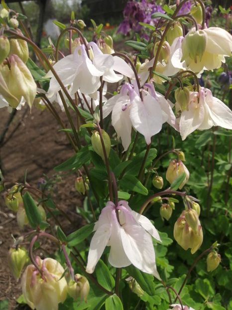  - Primavara 2021_2022_2023