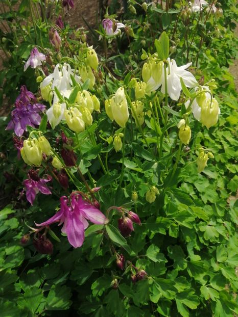  - Primavara 2021_2022_2023