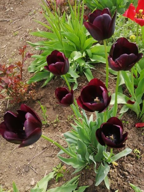  - Primavara 2021_2022_2023