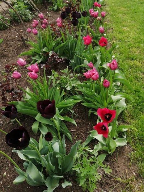  - Primavara 2021_2022_2023