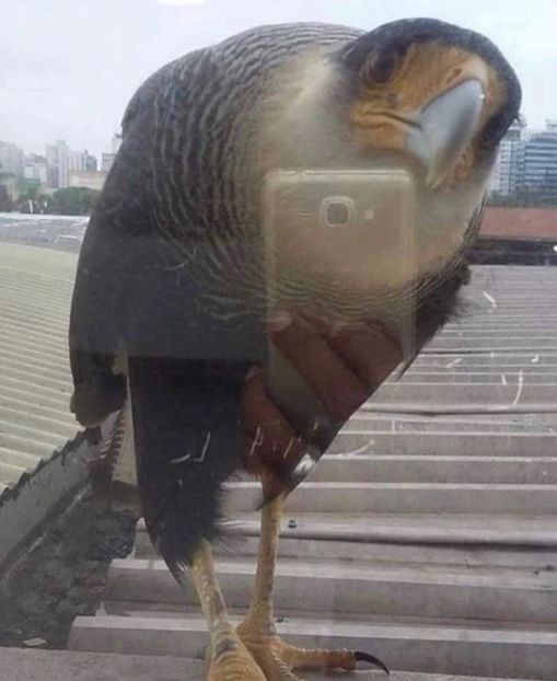  - Collection of Tintypes