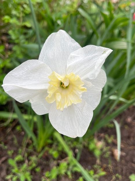 B84EA223-EA42-41FC-A697-DBE71C5D9DBB - Narcise 2017 2023 24