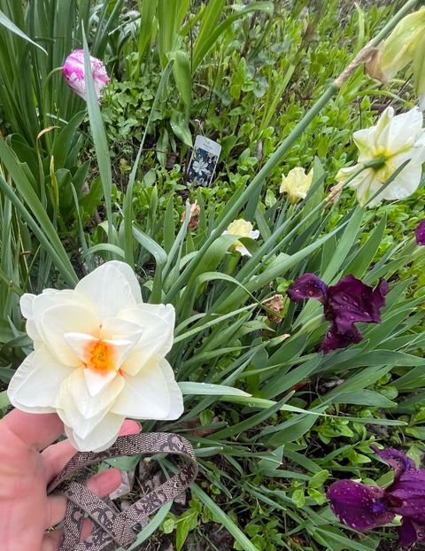 A4ABD74D-701E-466D-AA60-33D0AF1F08B8 - Narcise 2017 2023 24