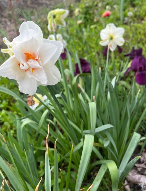 BAC9887B-9433-47A2-A68A-315F224BB871 - Narcise 2017 2023 24