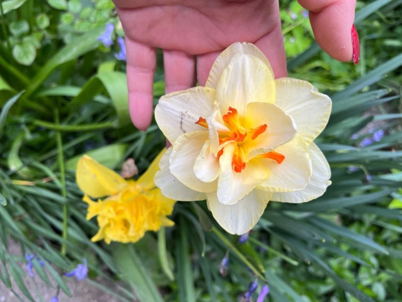 681D725F-03B6-4AAE-A58B-33EA11F042B6 - Narcise 2017 2023 24