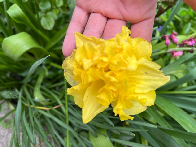 E73CFCCC-57AC-445F-A082-86E85D5BFCCC - Narcise 2017 2023 24