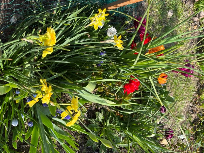 1FC637CF-4936-4712-8ED8-D47AFDBBC51C - Narcise 2017 2023 24