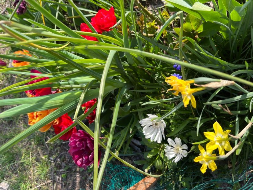 31881E55-00D1-4E17-AC68-E18D261E755B - Narcise 2017 2023 24