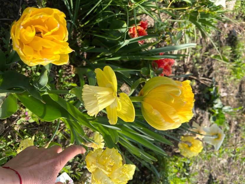 EE699D20-A8A7-4DB1-A20A-07BBBFB9B6E2 - Narcise 2017 2023 24