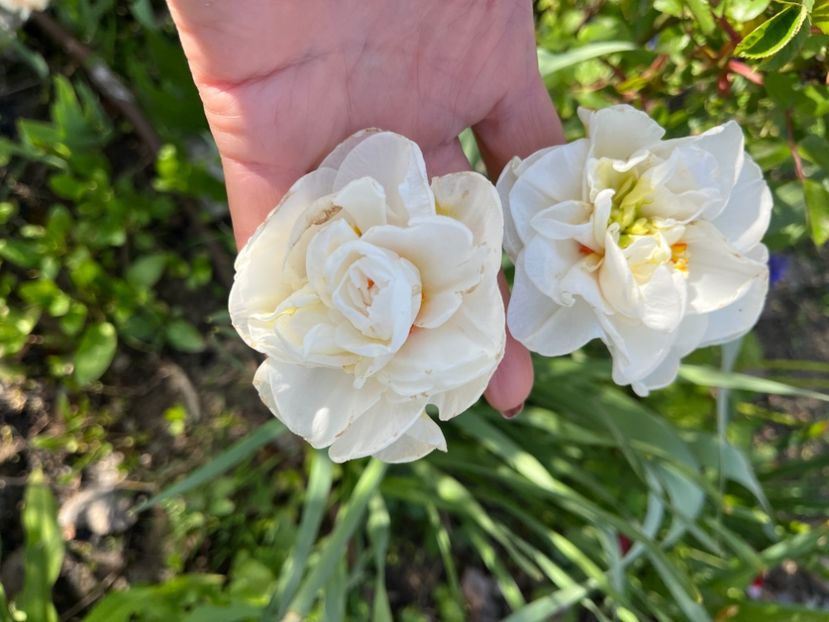 E6465DB0-3F16-46C5-97AB-D4A5F1DE558B - Narcise 2017 2023 24