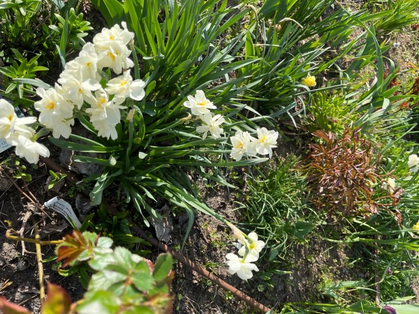 42D8F9B8-361F-4C33-9864-506ED91179A9 - Narcise 2017 2023 24