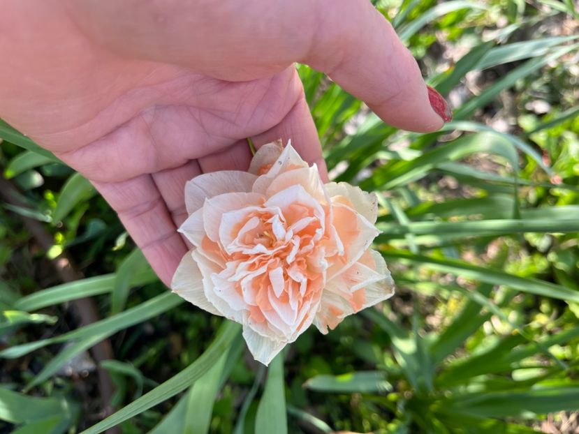 B25B8CFF-6659-4847-8121-DB24D99085CE - Narcise 2017 2023 24