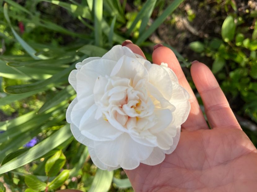 20D319A5-1E22-48F3-A03E-0B2F65A61F96 - Narcise 2017 2023 24