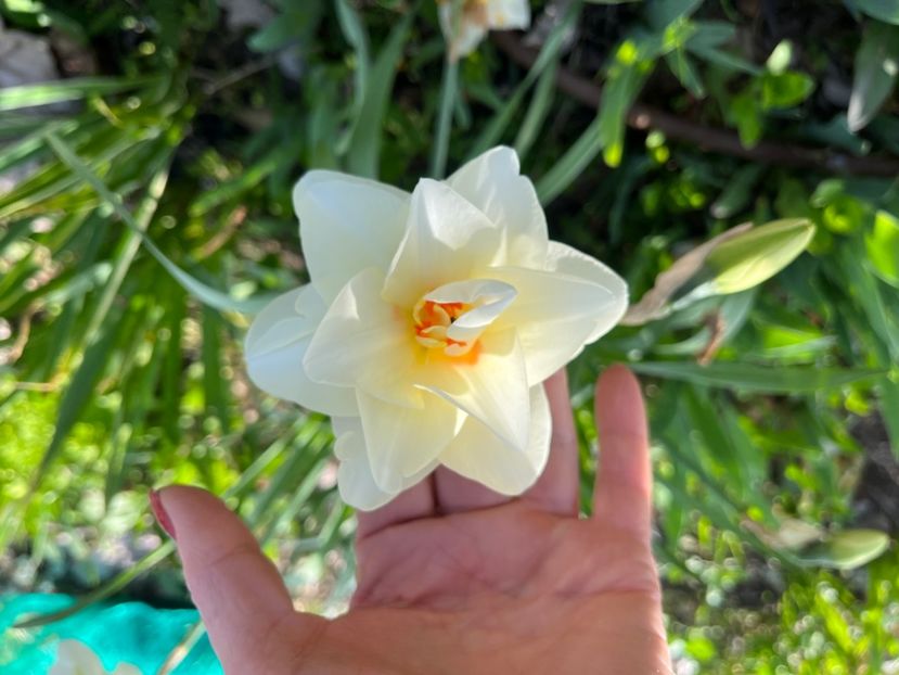 299D1269-A9BB-4802-BFD5-CE658CFB4D43 - Narcise 2017 2023 24