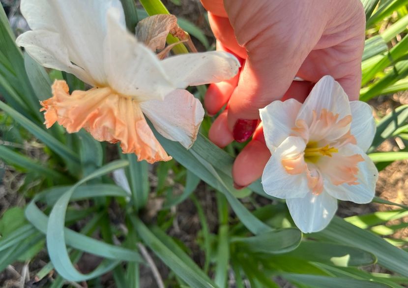 0B1DF939-6434-4E84-A5DF-87A2C22D85E1 - Narcise 2017 2023 24