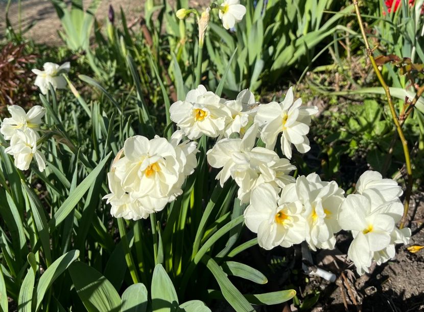 99E5B1E2-AC7B-4B5B-912A-3343718B4E74 - Narcise 2017 2023 24