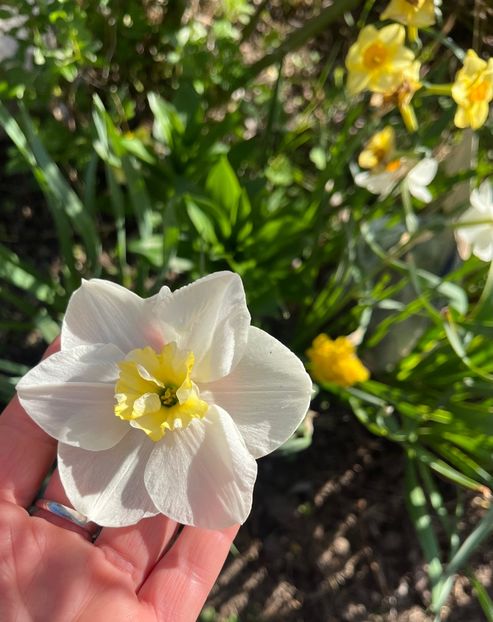 9BB9A0E3-192F-4E47-92A8-BA4287F8DBE2 - Narcise 2017 2023 24