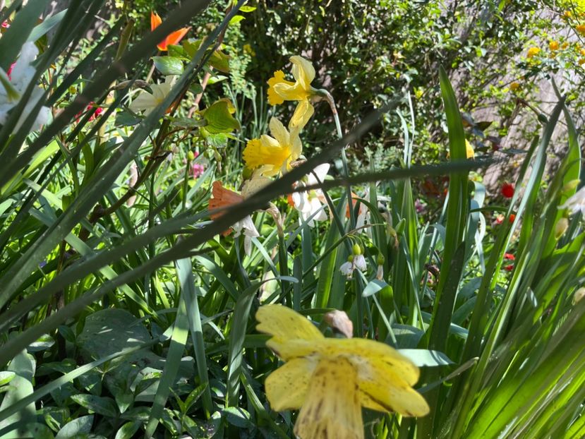 748BDE04-1900-4689-82A2-2F6DB8EB9F4C - Narcise 2017 2023 24