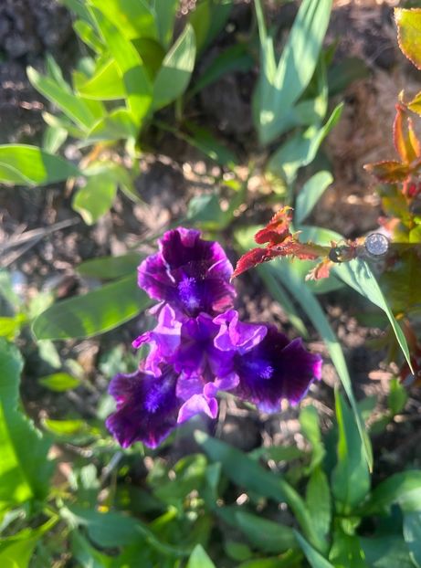 594FE46C-5D02-4AC6-AE9A-5644C6D1CEAE - Irisi 2017 2023 2024