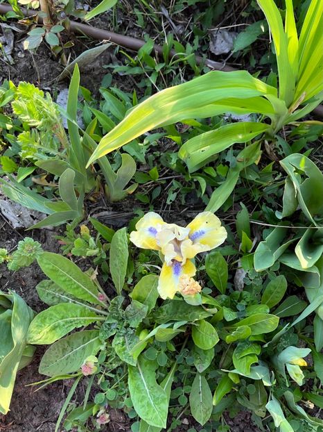 562C9C20-AE24-46AA-9780-2CF763FBB4FA - Irisi 2017 2023 2024