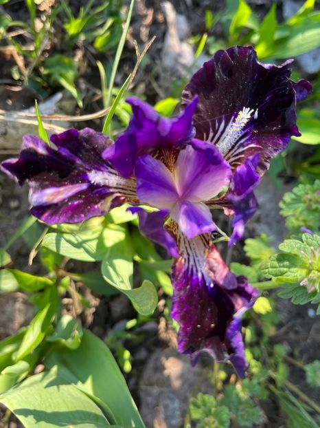 C9BCA5C7-9B4B-4E23-BC85-74472CE9BDB3 - Irisi 2017 2023 2024