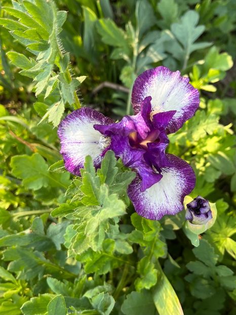 5B03D6DD-63E0-4838-9798-544B6B2199B7 - Irisi 2017 2023 2024