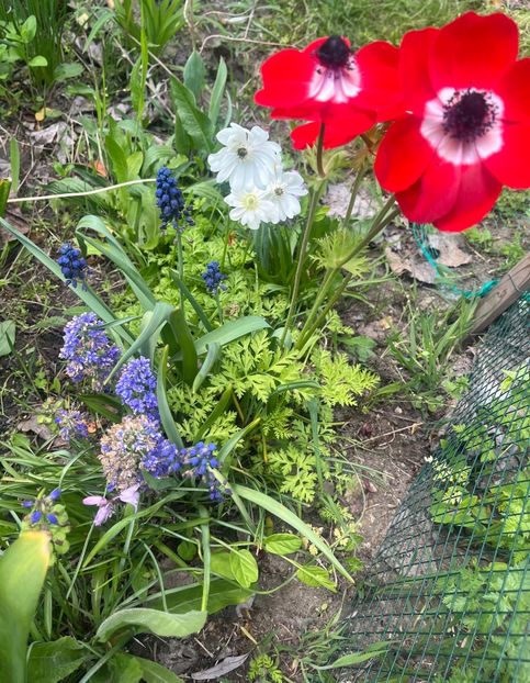 24018573-C5D6-4694-A6CC-99E08AA04926 - Anemone