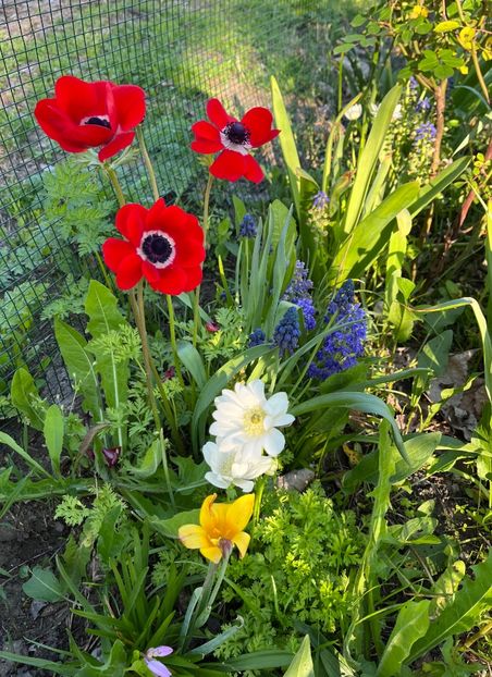 BCB31D1A-9EE2-4E64-BD66-4764AE274C8B - Anemone
