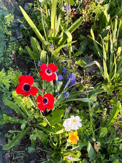 29BCCBEA-BFEA-4371-83B8-778C89225D10 - Anemone