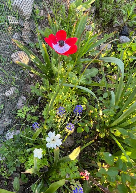 70B5436E-CDB8-419A-88A1-43EB3A01A985 - Anemone