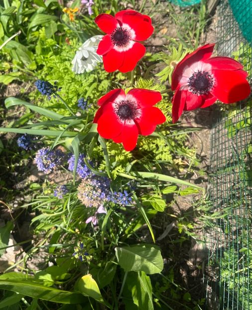 C7BD1FAA-4F04-412C-BA3C-6BAF54AB6919 - Anemone