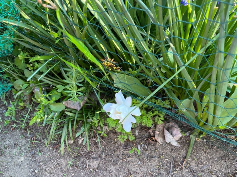 2EFD2EFC-B563-41B1-A27C-E0EC23828D91 - Anemone