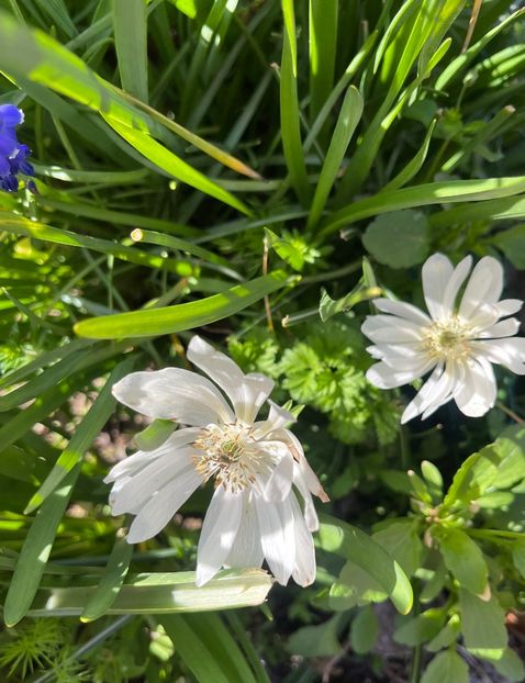 24AB161C-14A3-451A-8D57-00E9275676F8 - Anemone