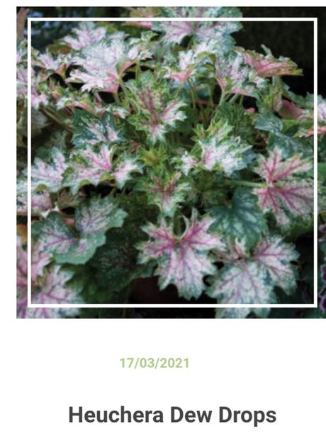 Screenshot_20230426_221743 - aaa Comanda plante 2022 2023 2024