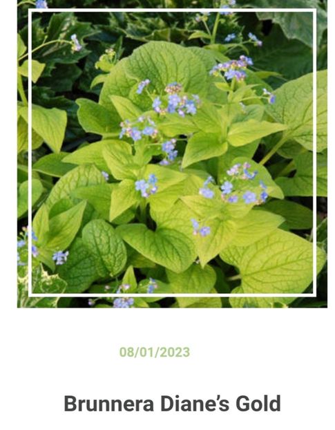 Screenshot_20230426_221616 - aaa Comanda plante 2022 2023 2024