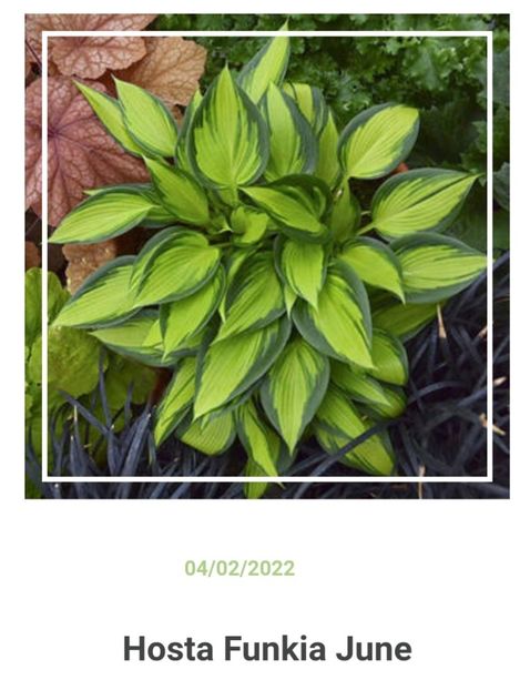 Screenshot_20230426_221538 - aaa Comanda plante 2022 2023 2024