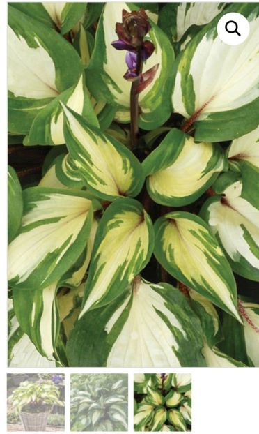 Screenshot_20230426_221458 - aaa Comanda plante 2022 2023 2024