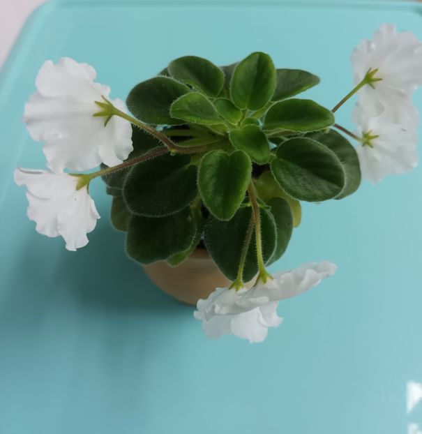  - Alan s White Feather