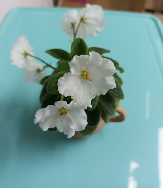  - Alan s White Feather