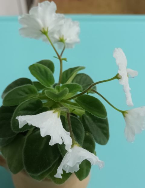  - Alan s White Feather