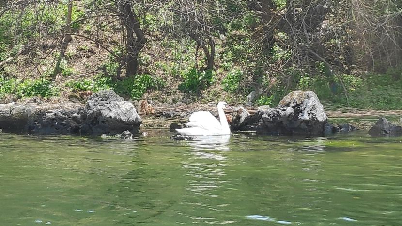  - Limanu aprilie 2023