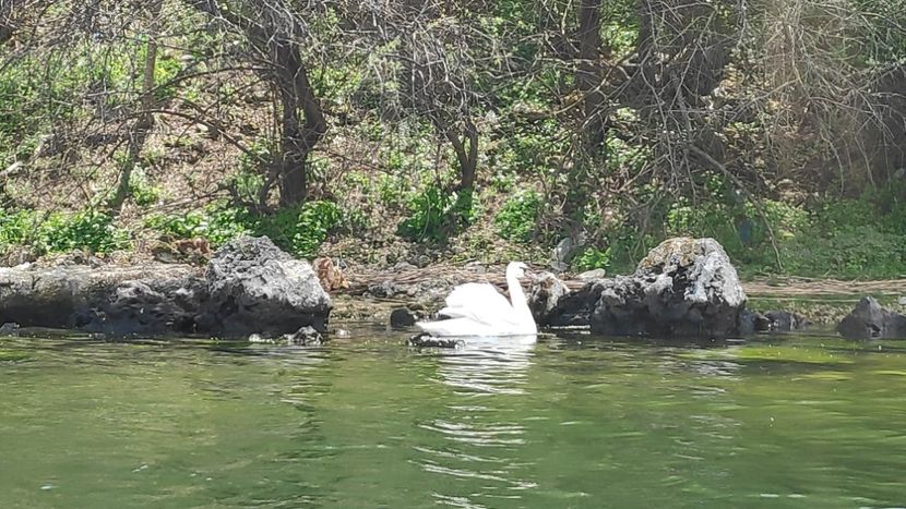  - Limanu aprilie 2023