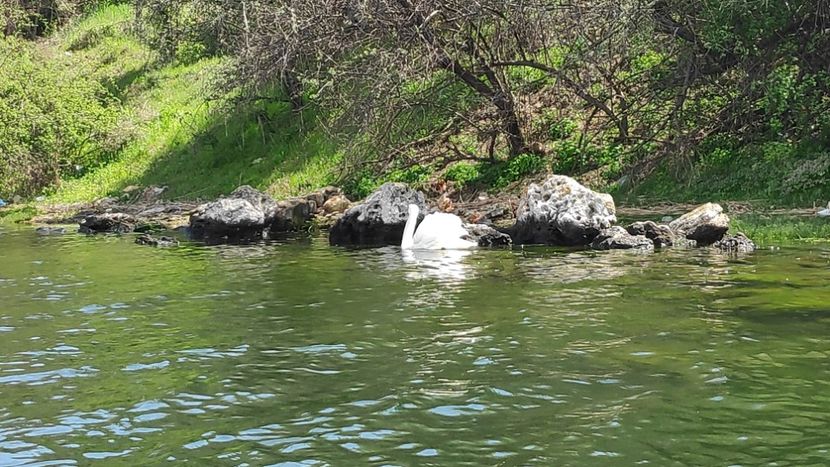  - Limanu aprilie 2023