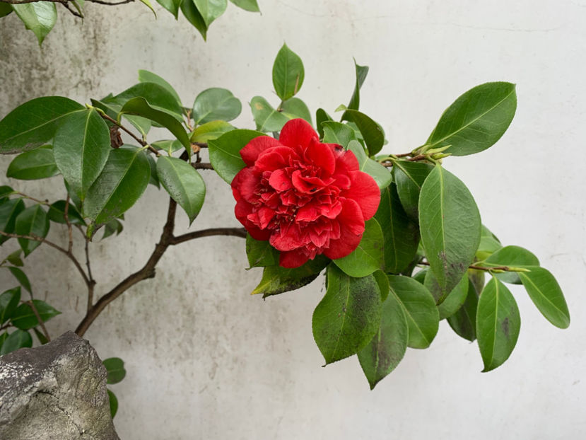  - Dr Sun Yat Sen Classical Chinese Garden